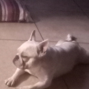 %name%, a %color% %breed% %type%