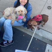 River, a Brown Dachshund (Standard Long) Dog