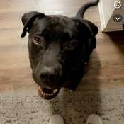 Ripley, a Blk/wht Pitbull Dog