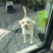 %name%, a %color% %breed% %type%