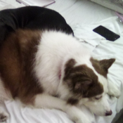 Lady, a white and brown Australian Shepherd Dog