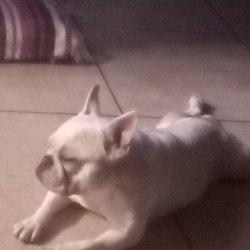 %name%, a %color% %breed% %type%