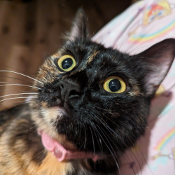 {petName}, a Black, Orange, White Tortishell Cat