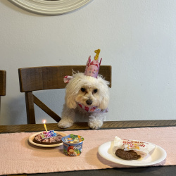 {petName}, a Tan Maltipoo (Maltese + Poodle) Dog